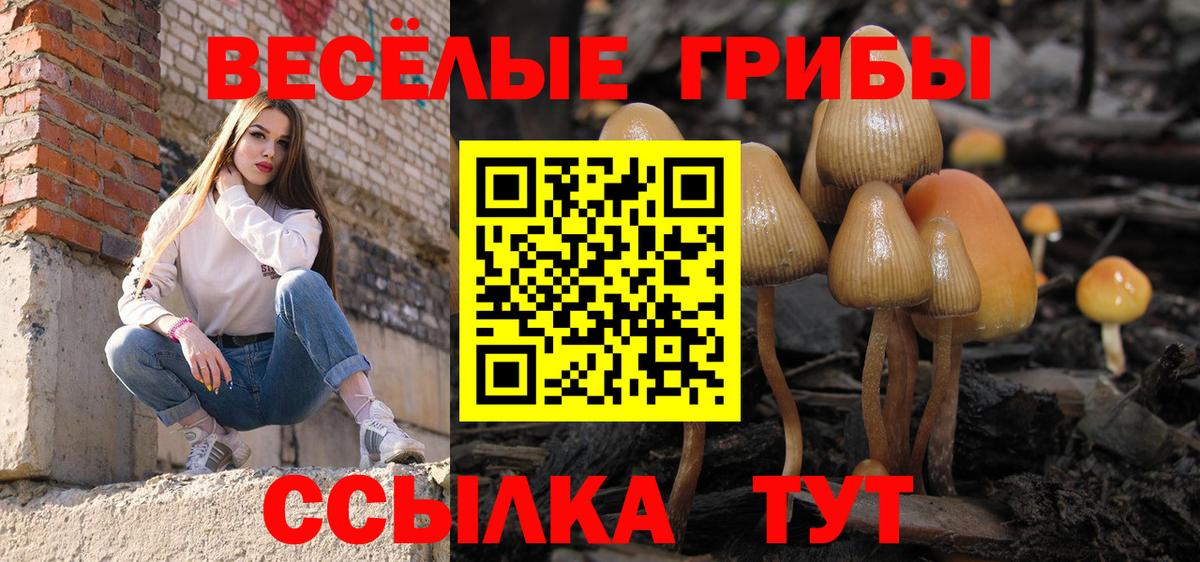 Псилоцибиновые грибы Psilocybe Бугуруслан